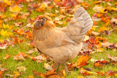 ameraucana chicken lifespan|Ameraucana: Chicken Breed Information and Owner’s .